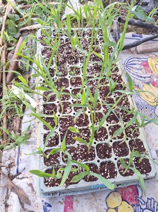 로즈마리님의 옥수수 · 영농일지 작성글 사진