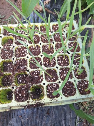 로즈마리님의 옥수수 · 영농일지 작성글 사진