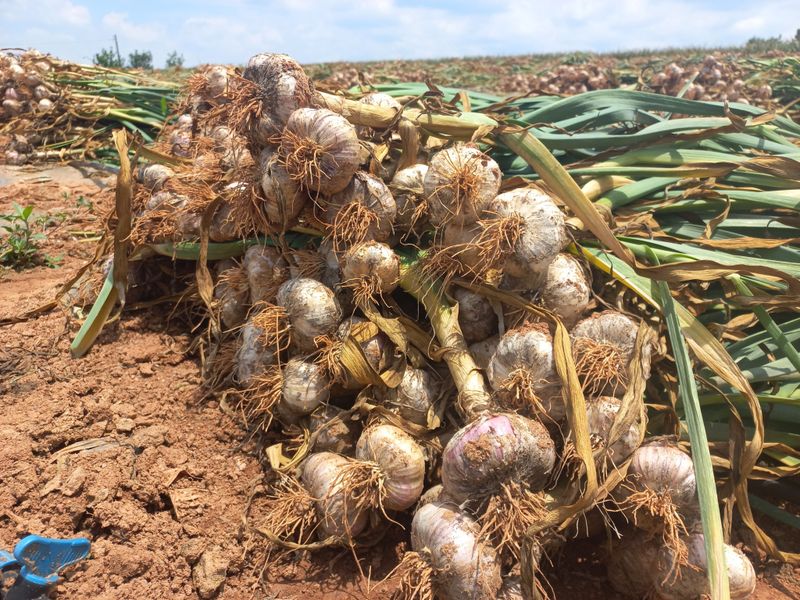 장터 상품 [김제홍산마늘18kg] 썸네일