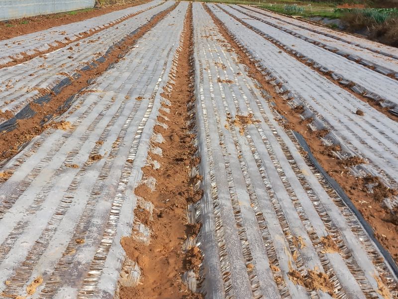 박린님의 장터 판매 상품 [김제홍산마늘18kg] 첨부 사진