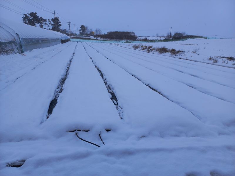 박린님의 장터 판매 상품 [김제홍산마늘18kg] 첨부 사진