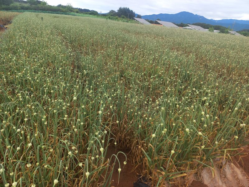 박린님의 장터 판매 상품 [김제홍산마늘18kg] 첨부 사진