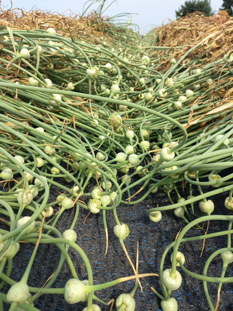 박린님의 장터 판매 상품 [김제홍산마늘18kg] 첨부 사진