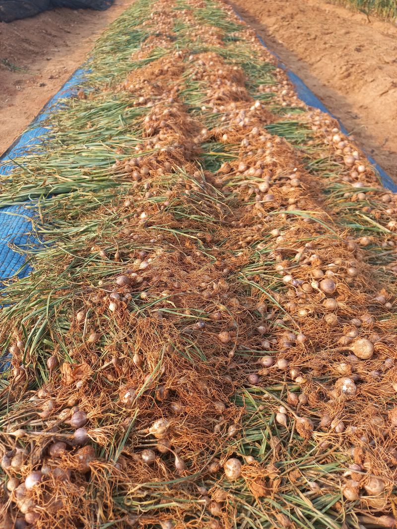 박린님의 장터 판매 상품 [김제홍산마늘18kg] 첨부 사진