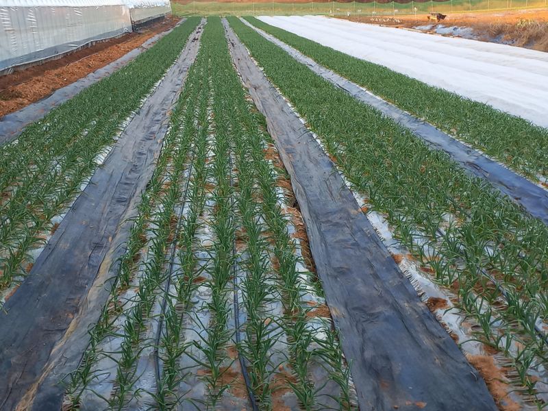 박린님의 장터 판매 상품 [김제홍산마늘18kg] 첨부 사진