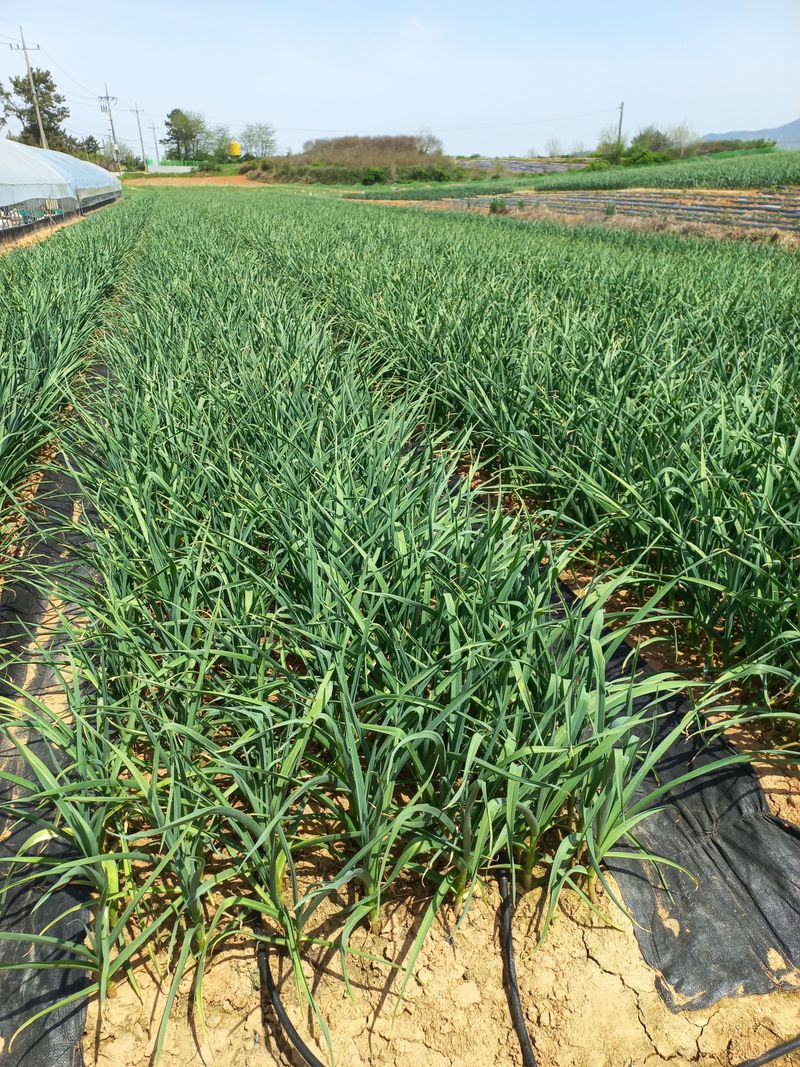 박린님의 장터 판매 상품 [김제홍산마늘18kg] 첨부 사진