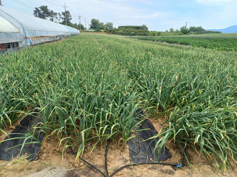 박린님의 장터 판매 상품 [김제홍산마늘18kg] 첨부 사진