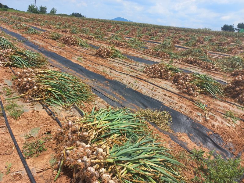 박린님의 장터 판매 상품 [김제홍산마늘18kg] 첨부 사진