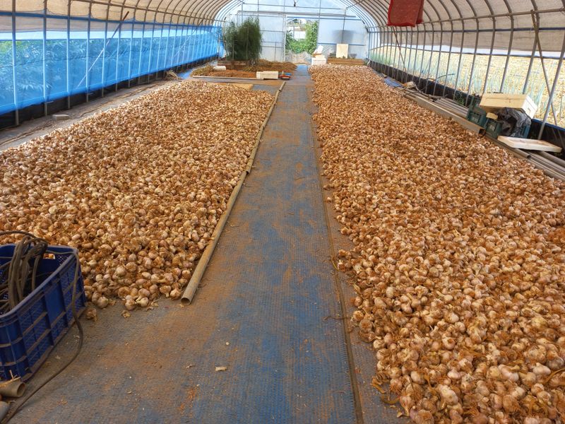 박린님의 장터 판매 상품 [김제홍산마늘18kg] 첨부 사진