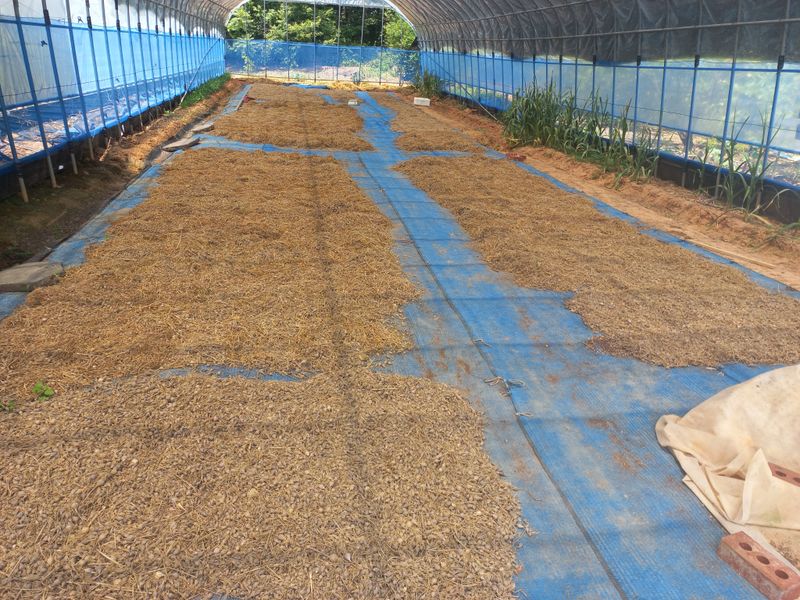 박린님의 장터 판매 상품 [김제홍산마늘18kg] 첨부 사진