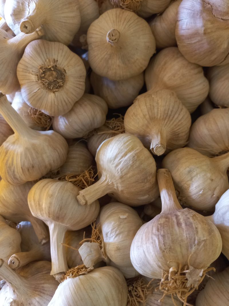 박린님의 장터 판매 상품 [김제홍산마늘18kg] 첨부 사진