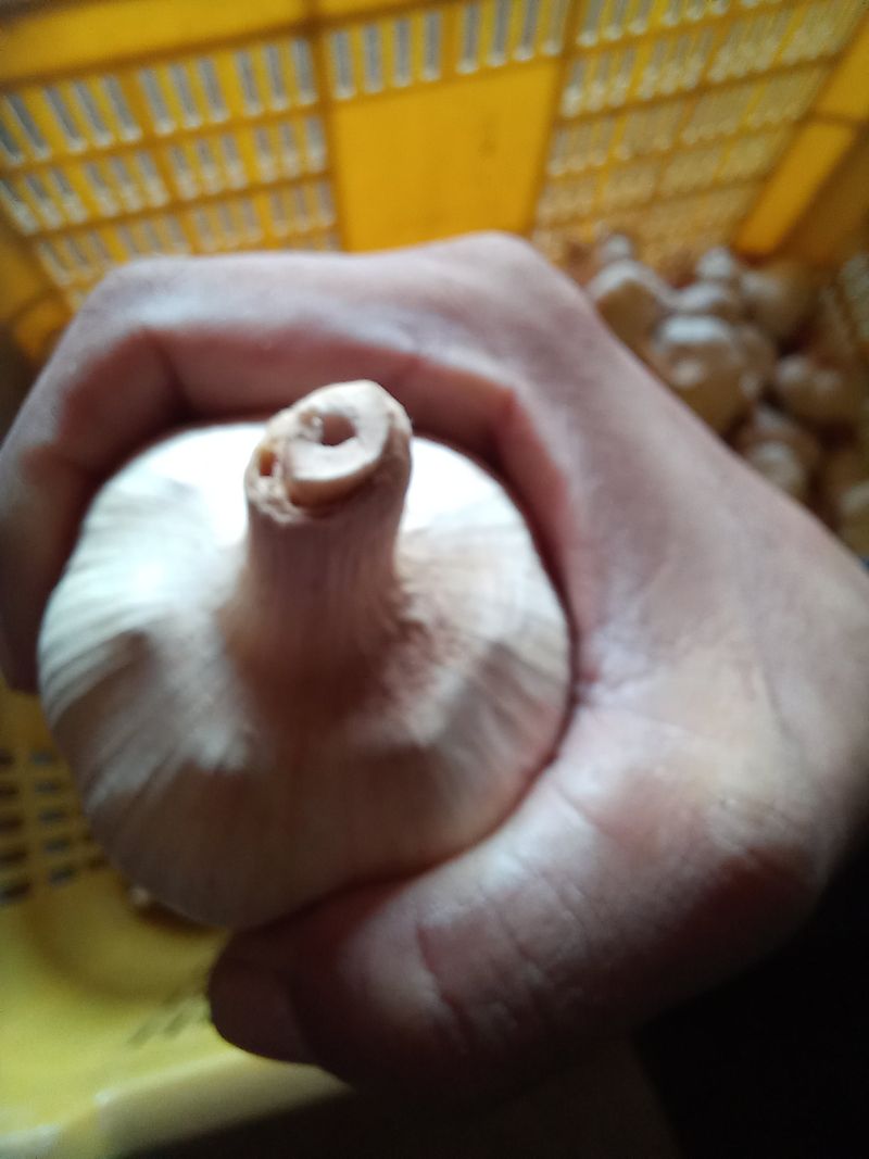 박린님의 장터 판매 상품 [김제홍산마늘18kg] 첨부 사진