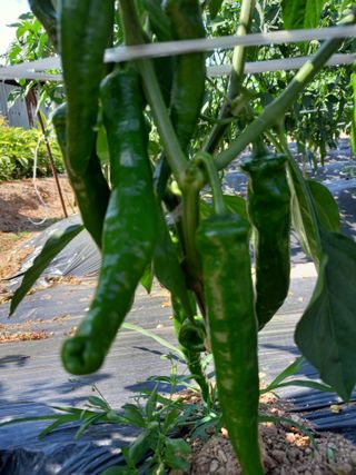 송혁상님의 🎤어떤 노래 좋아하세요? · 참여글 작성글 사진