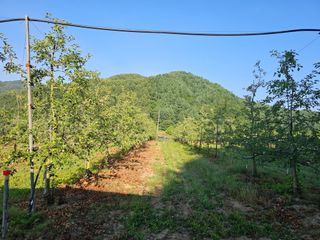 김종철님의 사과 · 영농일지 작성글 사진