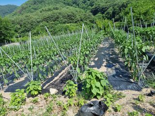 가야산자락한수덕님의 고추 · 영농일지 작성글 사진