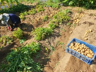 안씨농원님의 자유주제 · 자유게시판 작성글 사진