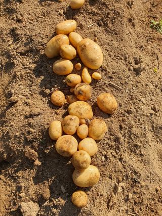 안씨농원님의 자유주제 · 자유게시판 작성글 사진