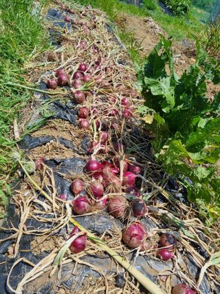 준수님의 마늘 · 영농일지 작성글 사진