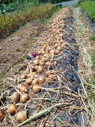 준수님의 마늘 · 영농일지 작성글 사진