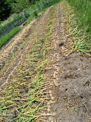 준수님의 마늘 · 영농일지 작성글 사진