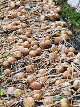 박재곤님의 옥수수 · 영농일지 작성글 사진