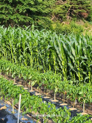 박재곤님의 옥수수 · 영농일지 작성글 사진