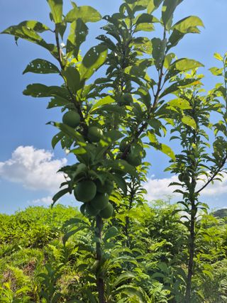 8mmli님의 자두 · 병해충상담 작성글 사진