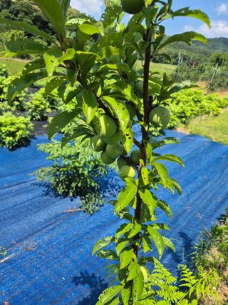 8mmli님의 자두 · 병해충상담 작성글 사진