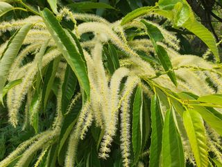 안씨농원님의 자유주제 · 사진전 작성글 사진