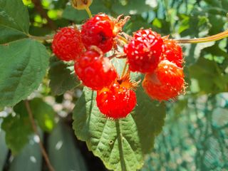 안씨농원님의 자유주제 · 사진전 작성글 사진