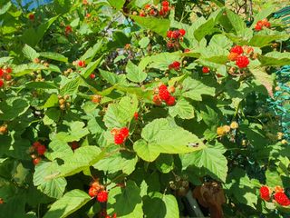 안씨농원님의 자유주제 · 사진전 작성글 사진