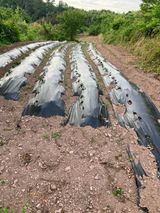 팜모닝 자유주제·자유게시판 게시글 이미지