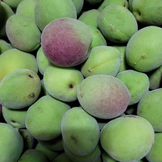 우경농원님의 자두 · 영농일지 작성글 사진