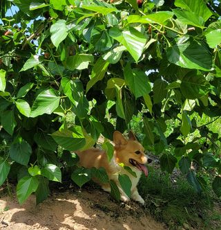 우경농원님의 자두 · 영농일지 작성글 사진