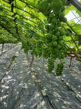 팜모닝 자유주제·자유게시판 게시글 이미지