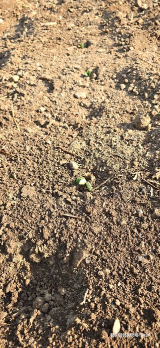 황둔얼렁뚱땅체리농부님의 콩 · 자유게시판 작성글 사진