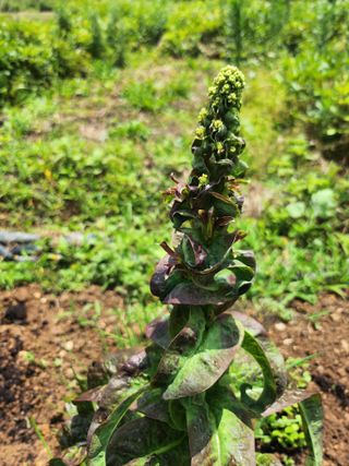 장흥 모경화 님의 기타작물 · 영농일지 작성글 사진