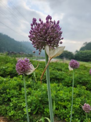 장흥 모경화 님의 기타작물 · 영농일지 작성글 사진
