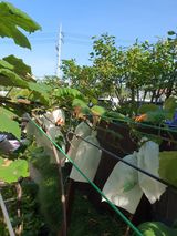 팜모닝 포도·병해충상담 게시글 이미지