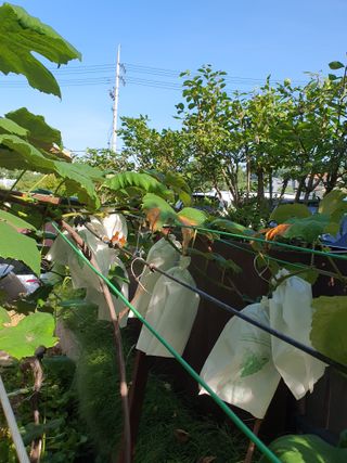 이용순님의 포도 · 병해충상담 작성글 사진