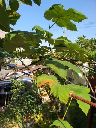 이용순님의 포도 · 병해충상담 작성글 사진