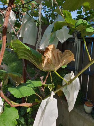 이용순님의 포도 · 병해충상담 작성글 사진