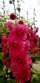 팜모닝 🎤어떤 노래 좋아하세요?·참여글 게시글 이미지