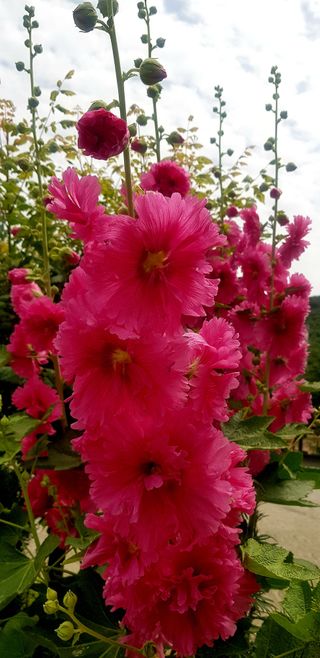 정주님의 🎤어떤 노래 좋아하세요? · 참여글 작성글 사진