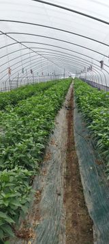 팜모닝 고추·영농일지 게시글 이미지