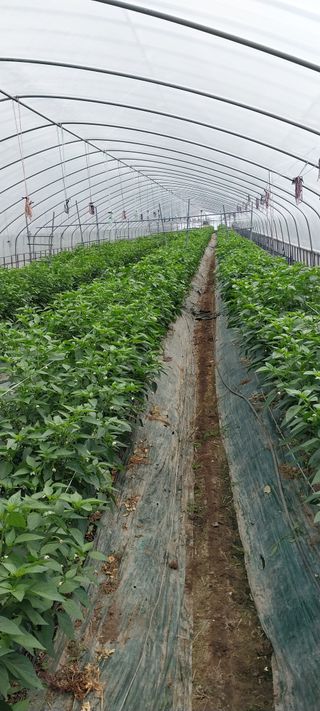 이사룡님의 고추 · 영농일지 작성글 사진