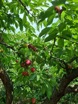 둥이네농장님의 자두 · 영농일지 작성글 사진