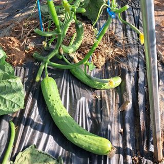 장은주님의 오이 · 영농일지 작성글 사진