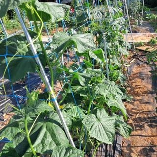 장은주님의 오이 · 영농일지 작성글 사진