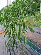 팜모닝 고추·영농일지 게시글 이미지